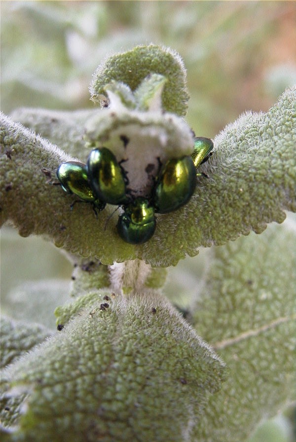 2004-04-05-041-Beetles