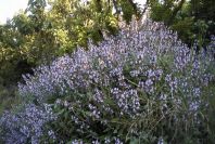 2004-04-06-001-Sage-Salvia