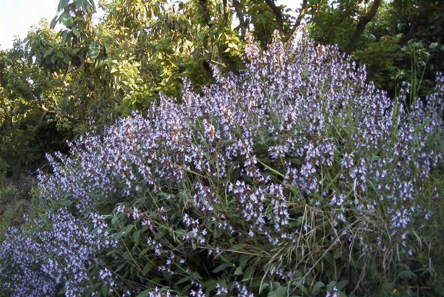 2004-04-06-001-Sage-Salvia