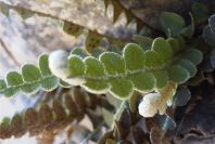 2004-04-06-005-Ferns
