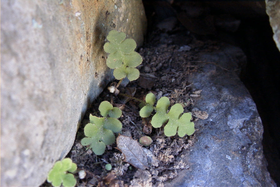 2004-04-06-006-Ferns