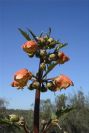 2004-04-06-008-Figwort