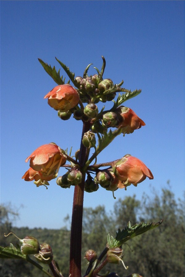 2004-04-06-008-Figwort