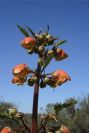 2004-04-06-009-Figwort