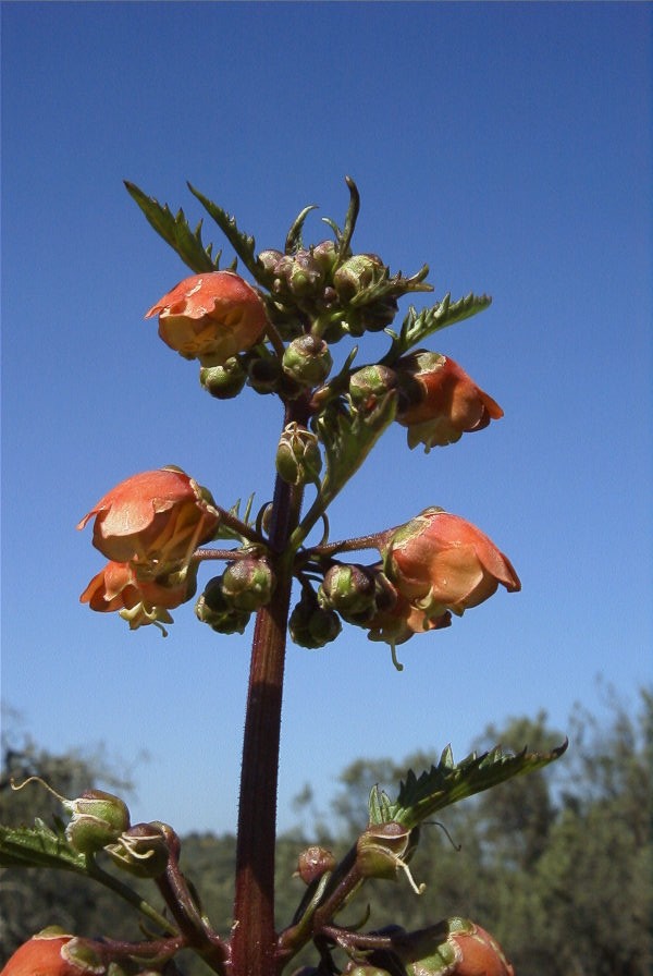 2004-04-06-009-Figwort