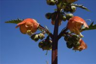 2004-04-06-010-Figwort