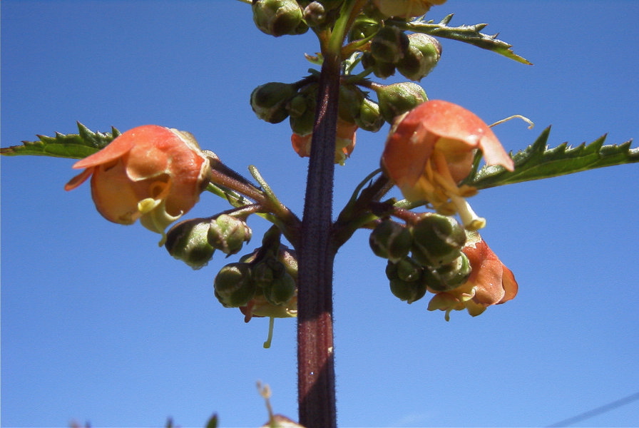 2004-04-06-011-Figwort