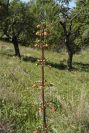 2004-04-06-012-Figwort