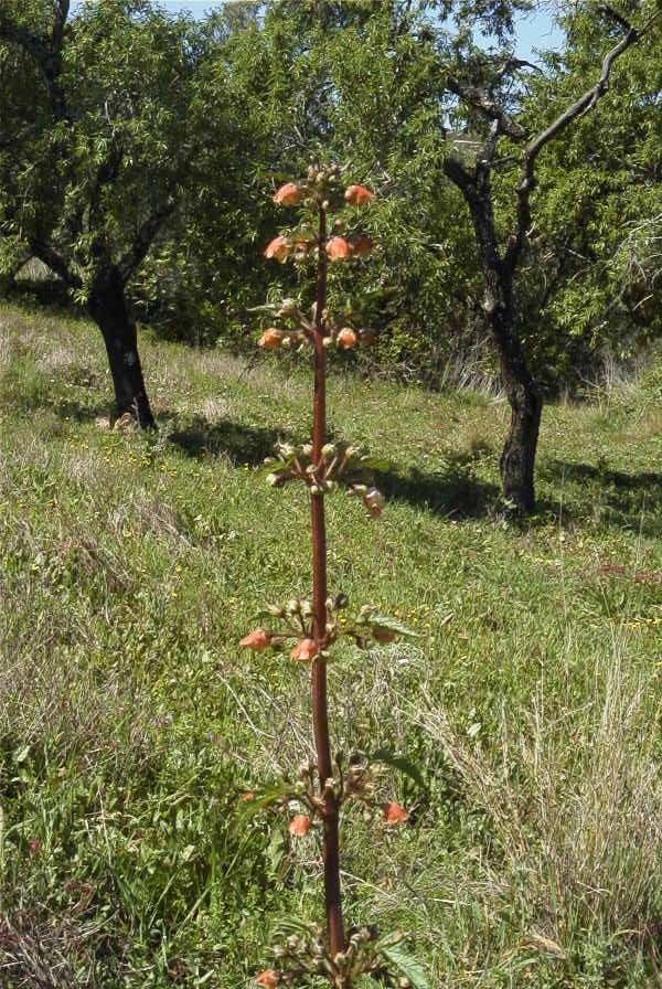 2004-04-06-012-Figwort