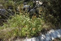 2004-04-06-013-Figwort