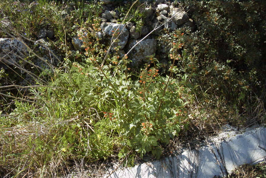 2004-04-06-013-Figwort