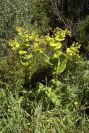 2004-04-06-016-Umbeliferal