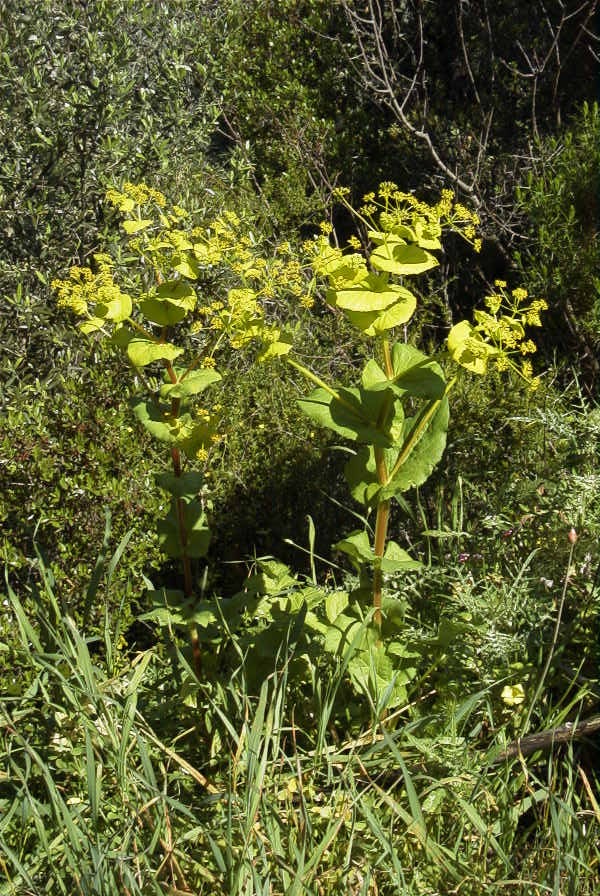 2004-04-06-016-Umbeliferal