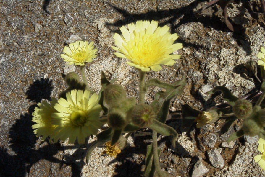 2004-04-06-018-Daisy-pale-yellow