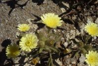 2004-04-06-019-Daisy-pale-yellow