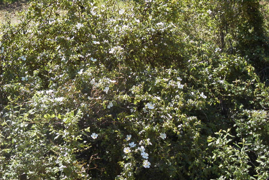 2004-04-06-020-Dog-roses