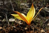 2004-04-06-023-Tulip