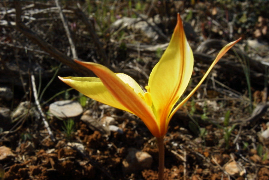 2004-04-06-023-Tulip