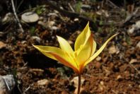 2004-04-06-024-Tulip