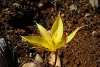 2004-04-06-025-Tulip