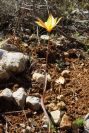2004-04-06-026-Tulip