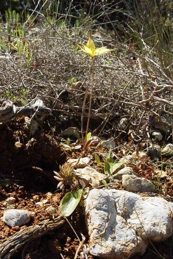 2004-04-06-027-Tulip