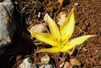 2004-04-06-028-Tulip