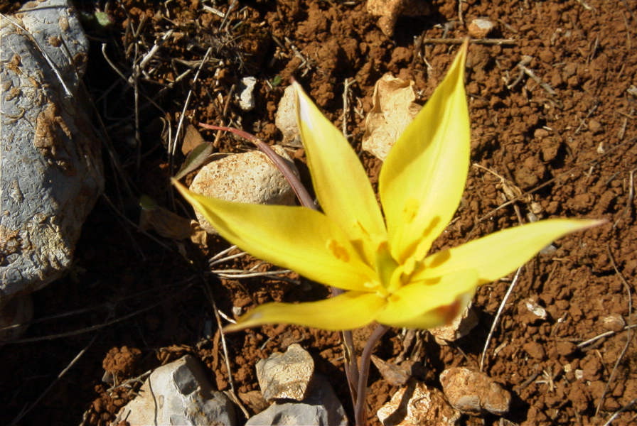 2004-04-06-028-Tulip