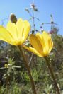 2004-04-06-029-Ranunculus