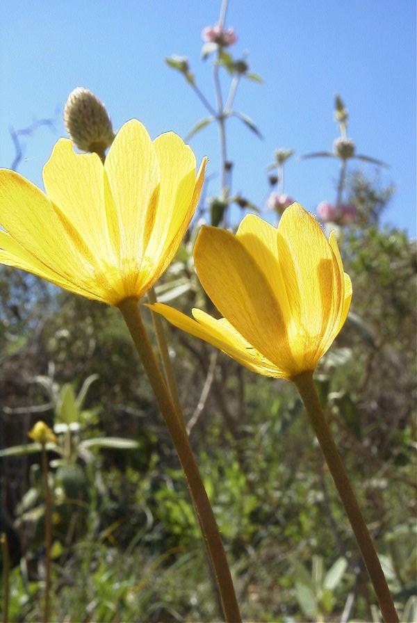 2004-04-06-029-Ranunculus