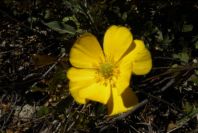 2004-04-06-030-Ranunculus