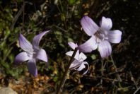2004-04-06-031-Harebell