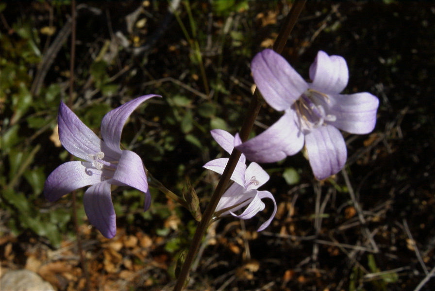 2004-04-06-031-Harebell