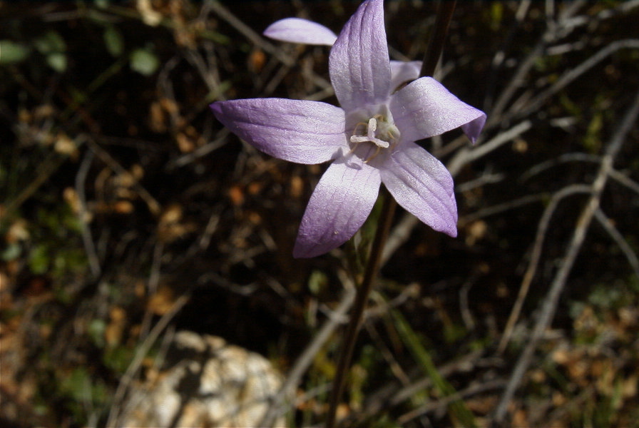 2004-04-06-032-Harebell