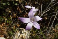 2004-04-06-033-Harebell