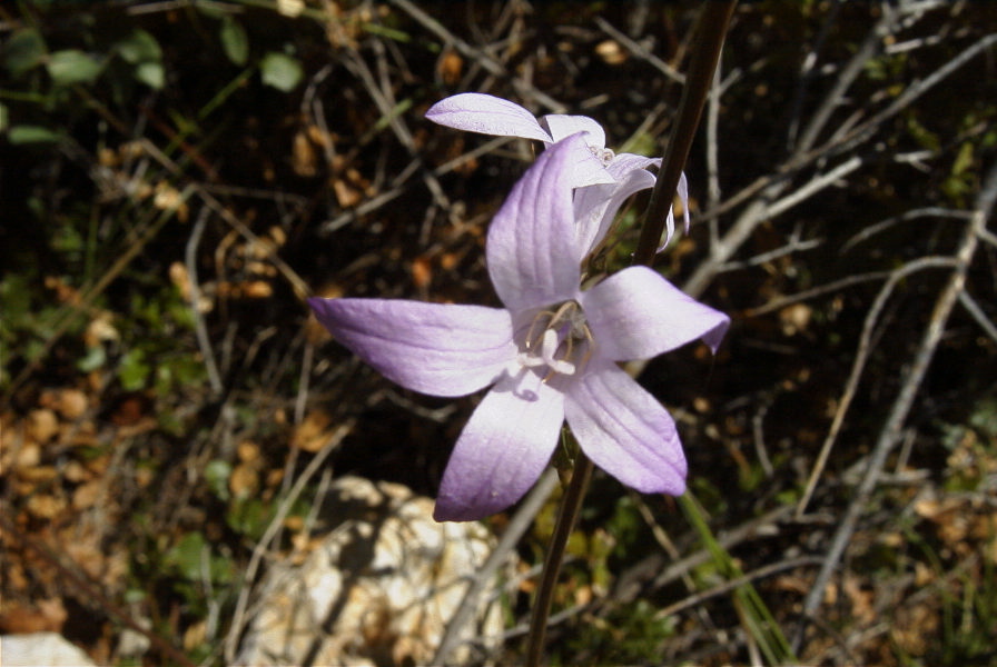 2004-04-06-033-Harebell