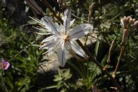2004-04-06-034-Asphodel