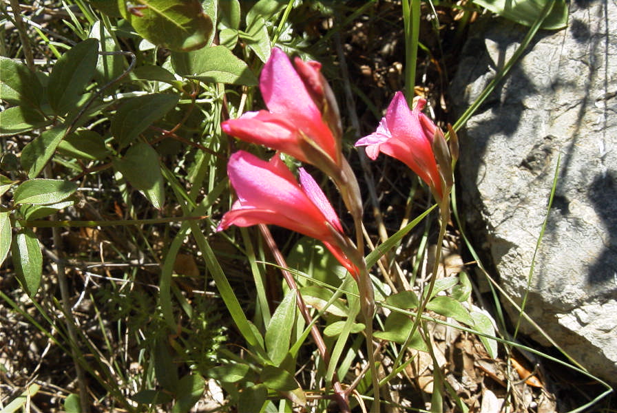 2004-04-06-037-Gladioli