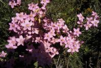 2004-04-06-038-Centauria