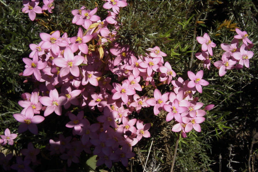 2004-04-06-038-Centauria