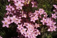 2004-04-06-039-Centauria