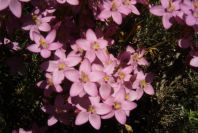 2004-04-06-040-Centauria