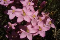 2004-04-06-041-Centauria