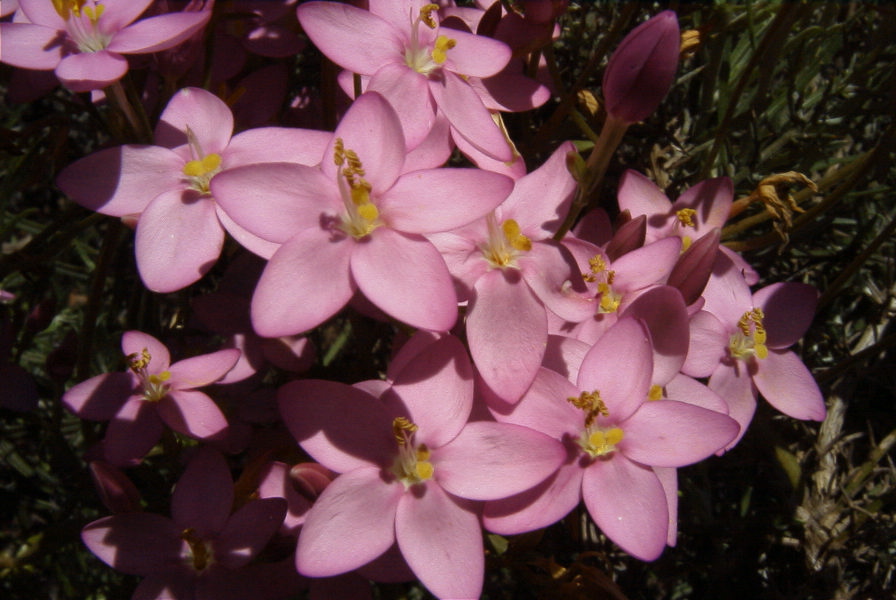2004-04-06-041-Centauria