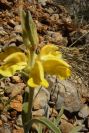 2004-04-06-048-Phlomis