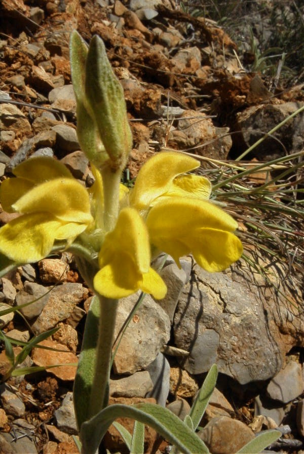 2004-04-06-048-Phlomis