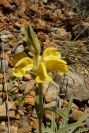 2004-04-06-049-Phlomis