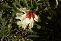 2004-04-06-052-Lupin
