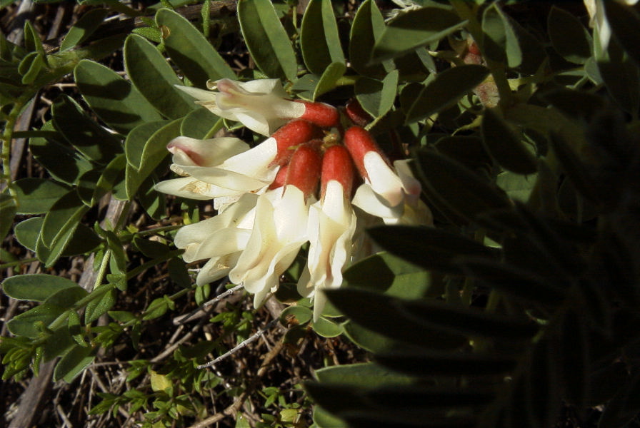 2004-04-06-052-Lupin