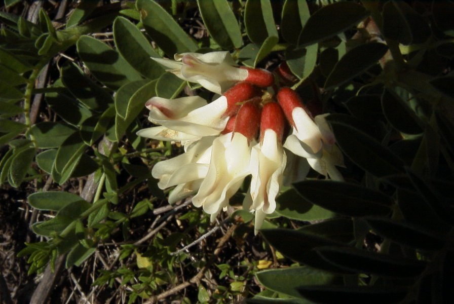 2004-04-06-053-Lupin